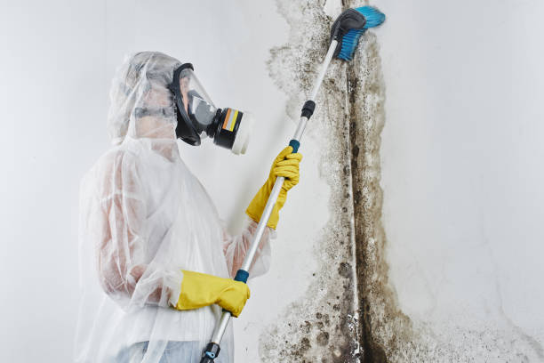 Best Fast Mold Removal  in Pelican Bay, FL