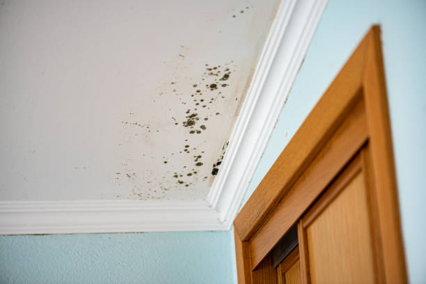 Best Mold Damage Repair  in Pelican Bay, FL